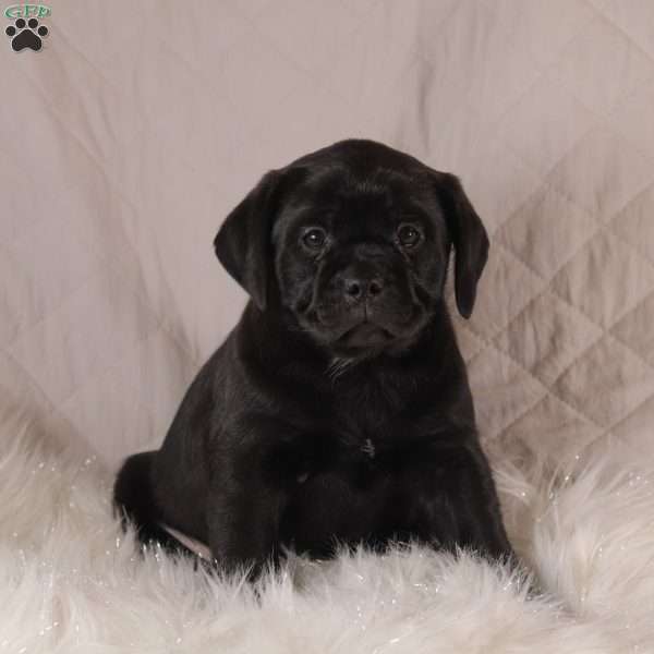 Coby, Pug Mix Puppy