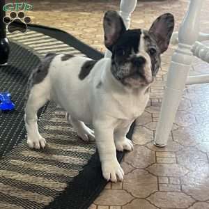 Piper, French Bulldog Puppy