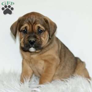 Dodger, Boxador Puppy