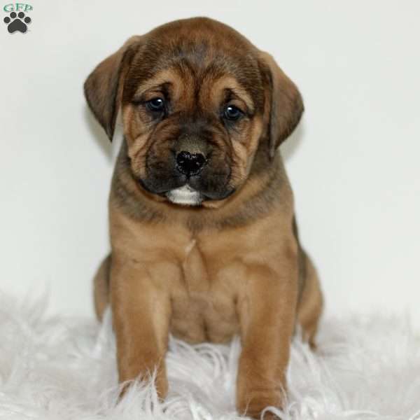 Dodger, Boxador Puppy