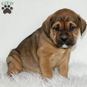 Dodger, Boxador Puppy