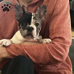 Piper, French Bulldog Puppy