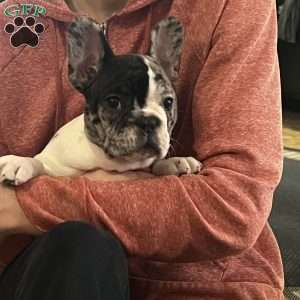 Piper, French Bulldog Puppy