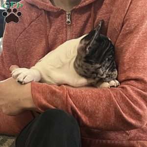 Piper, French Bulldog Puppy