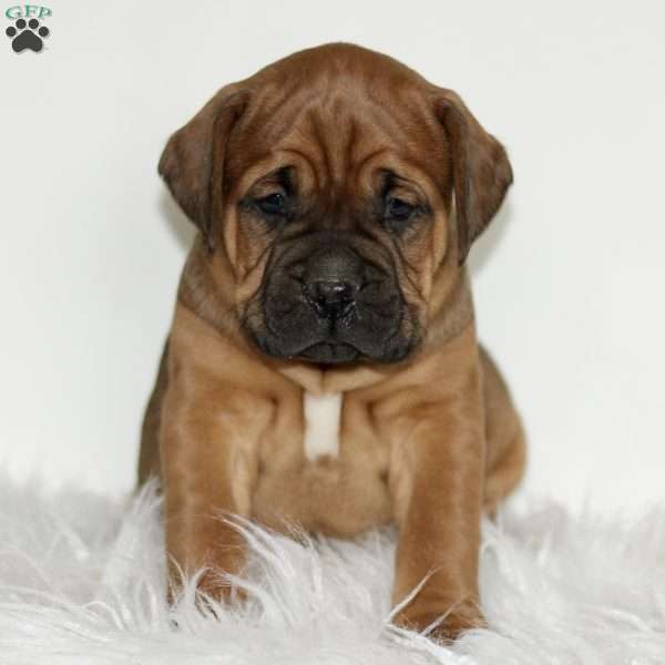 Domino, Boxador Puppy