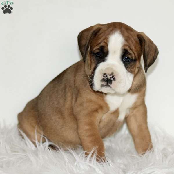 Dozer, Boxador Puppy