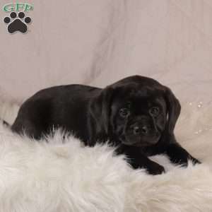 Coby, Pug Mix Puppy