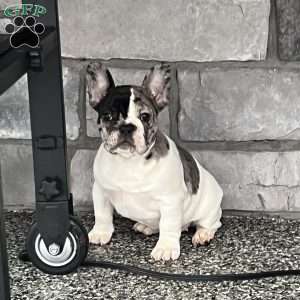 Piper, French Bulldog Puppy