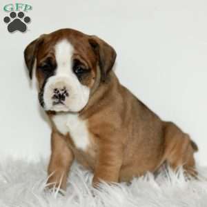 Dozer, Boxador Puppy