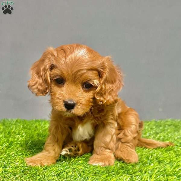 Molly, Cavapoo Puppy