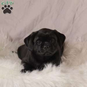 Callie, Pug Mix Puppy