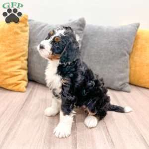 Sydney, Mini Bernedoodle Puppy