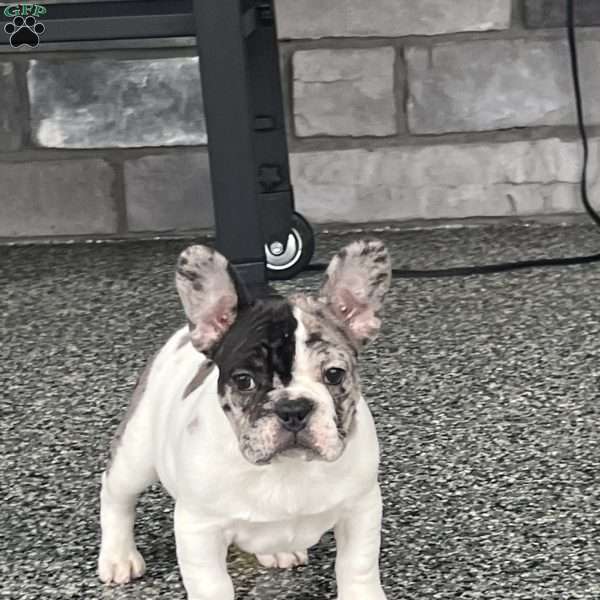 Piper, French Bulldog Puppy