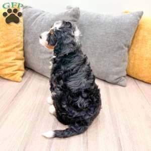 Sydney, Mini Bernedoodle Puppy