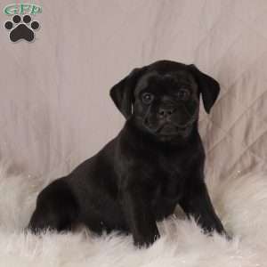 Callie, Pug Mix Puppy