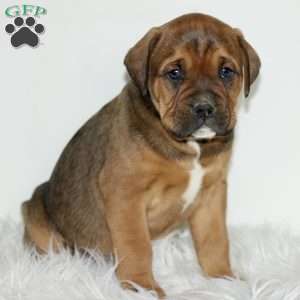 Duncan, Boxador Puppy