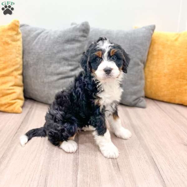 Sydney, Mini Bernedoodle Puppy