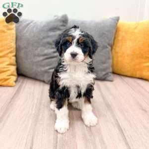 Sydney, Mini Bernedoodle Puppy