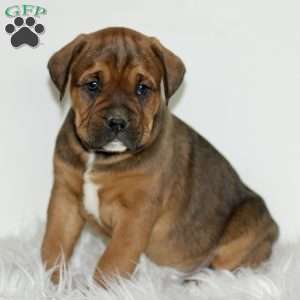 Duncan, Boxador Puppy