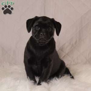 Callie, Pug Mix Puppy