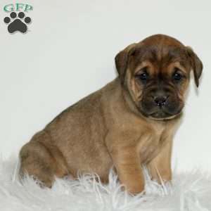 Daphne, Boxador Puppy