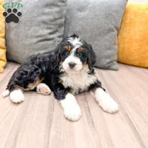 Sydney, Mini Bernedoodle Puppy
