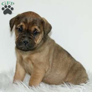 Daphne, Boxador Puppy