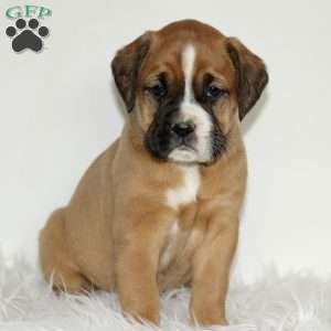 Darla, Boxador Puppy