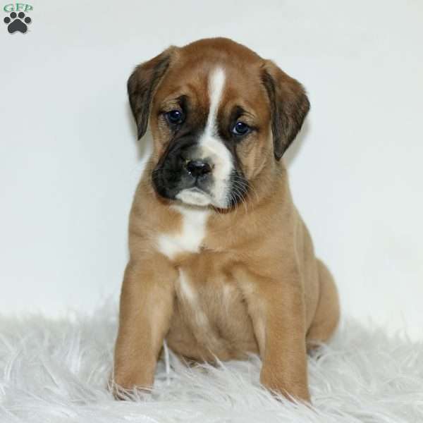 Darla, Boxador Puppy