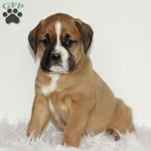 Darla, Boxador Puppy