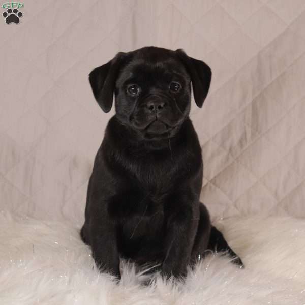 Callie, Pug Mix Puppy