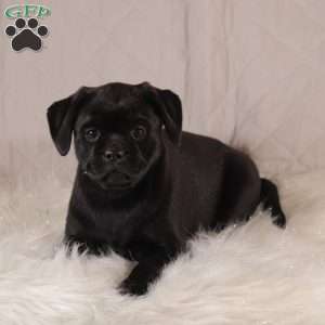 Callie, Pug Mix Puppy