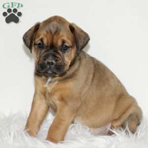 Dutchess, Boxador Puppy