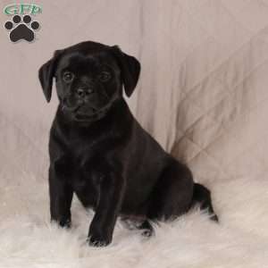 Callie, Pug Mix Puppy