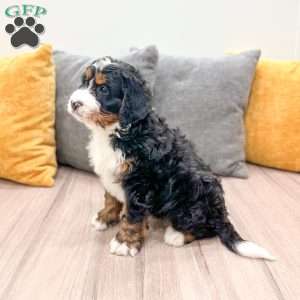 Betty, Mini Bernedoodle Puppy