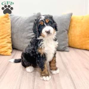 Betty, Mini Bernedoodle Puppy