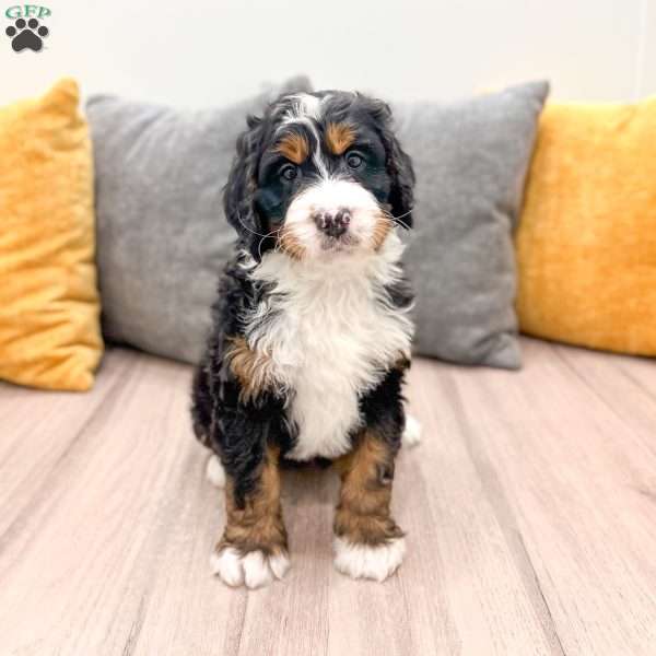 Betty, Mini Bernedoodle Puppy