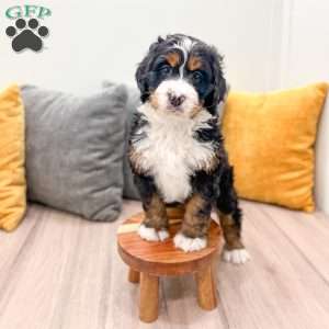 Betty, Mini Bernedoodle Puppy