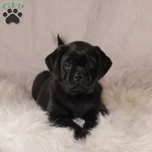 Elsa, Pug Mix Puppy
