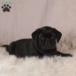 Elsa, Pug Mix Puppy