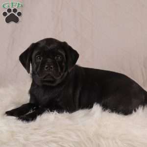 Elsa, Pug Mix Puppy