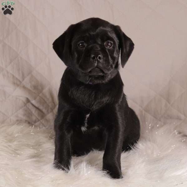 Elsa, Pug Mix Puppy