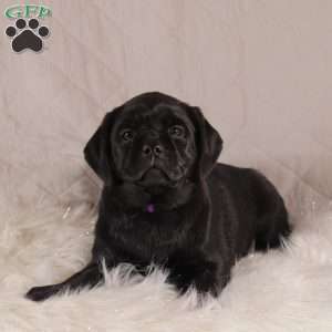 Elsa, Pug Mix Puppy