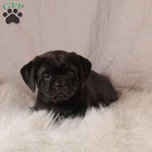 Sophie, Pug Mix Puppy