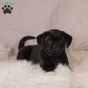 Sophie, Pug Mix Puppy