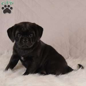 Sophie, Pug Mix Puppy