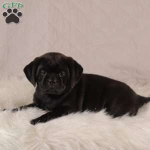 Sophie, Pug Mix Puppy