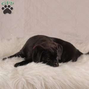 Sophie, Pug Mix Puppy