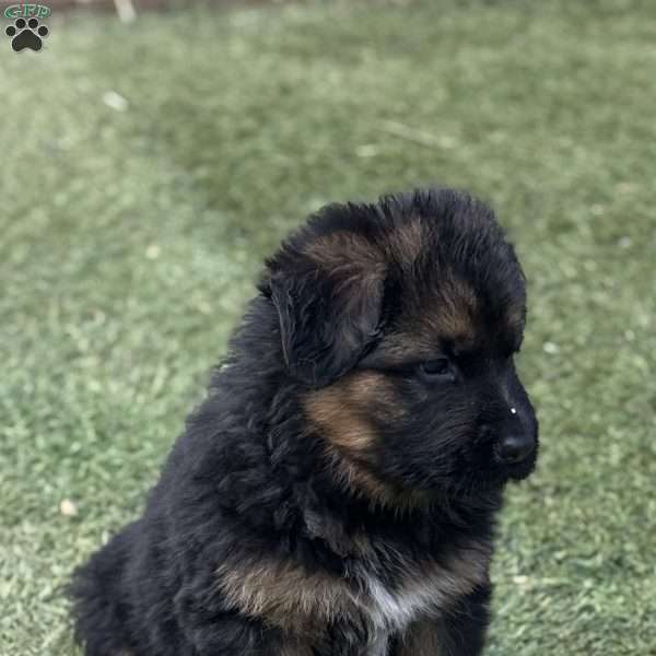 Gunner, German Shepherd Puppy