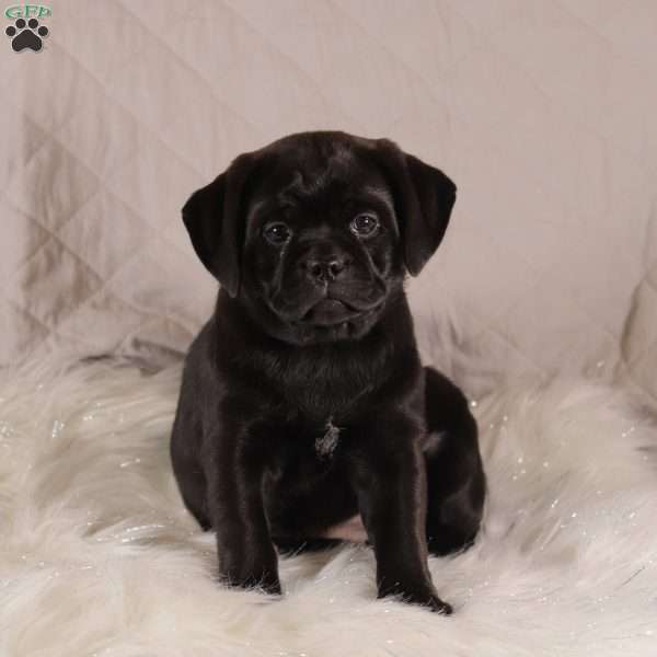 Sophie, Pug Mix Puppy